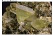 Particolare del cristallo principale di titanite » Zoom
